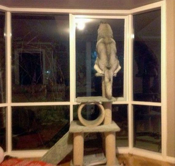funny-pictures-561