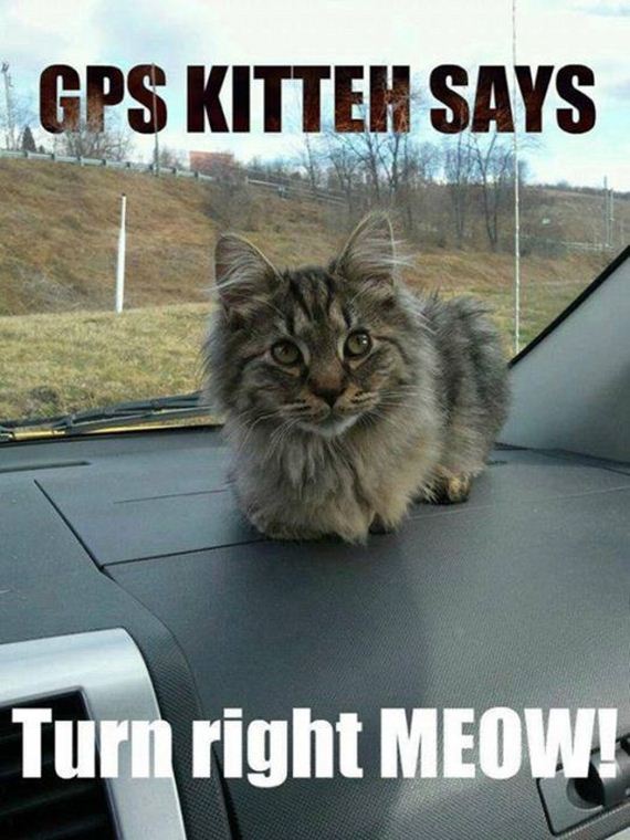 funny-pictures-562