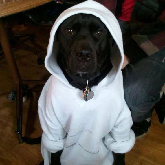 funny-pictures-562