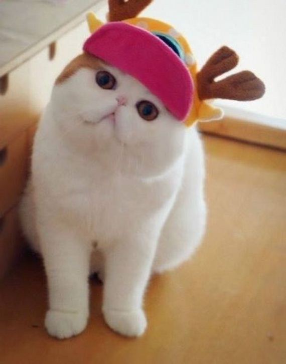 funny-pictures-562