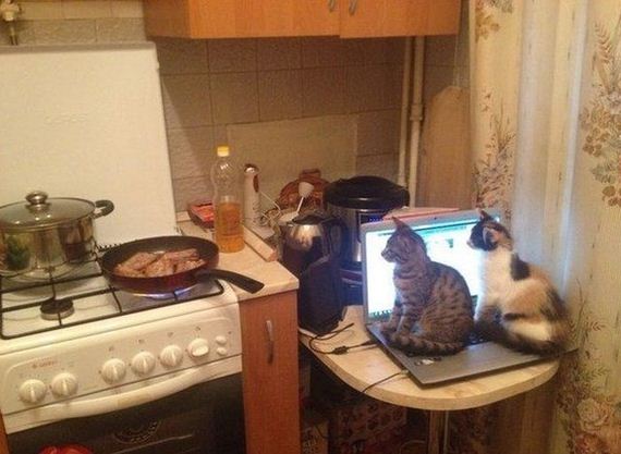 funny-pictures-562