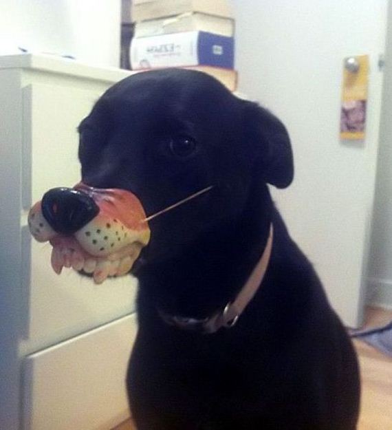 funny-pictures-562