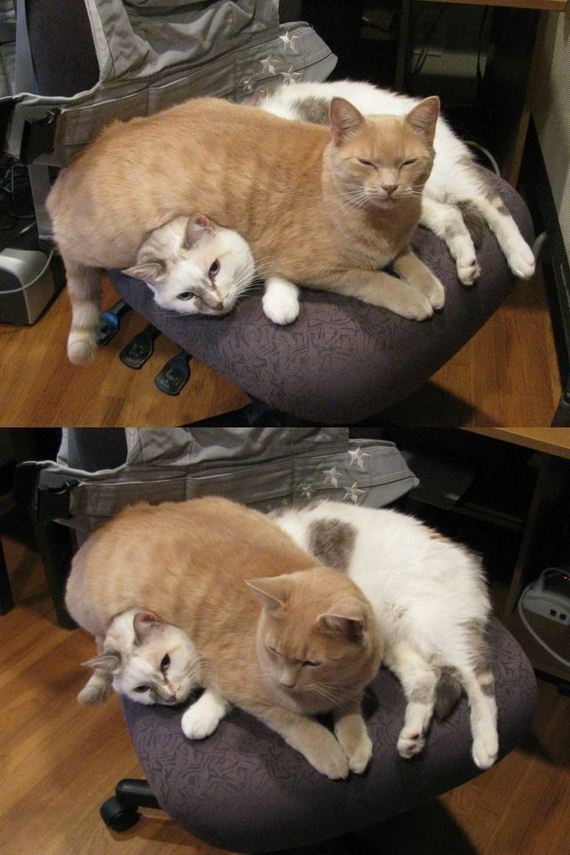 funny-pictures-562