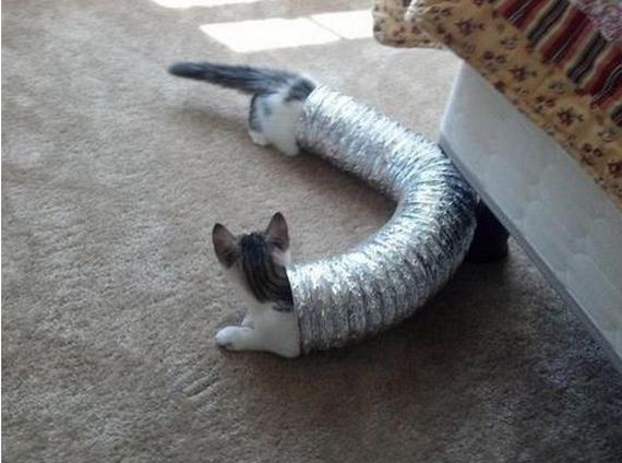funny-pictures-564