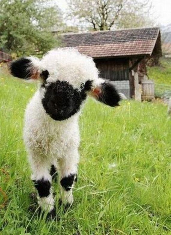 funny-pictures-564