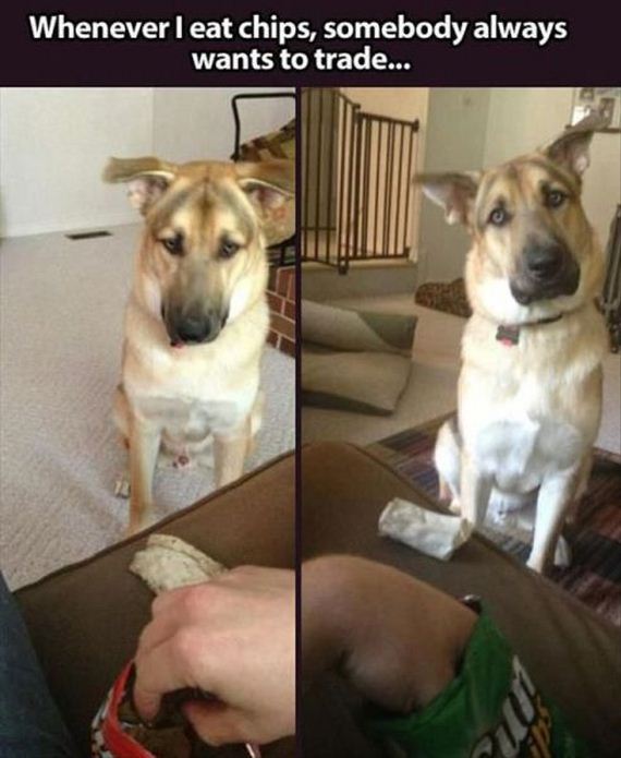 funny-pictures-564