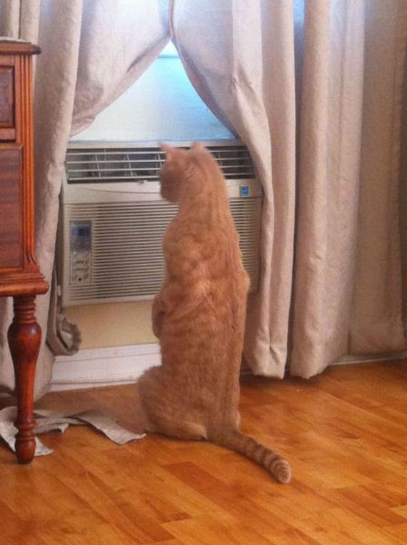 funny-pictures-564