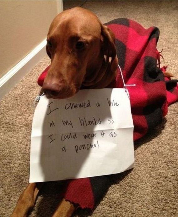 funny-pictures-564