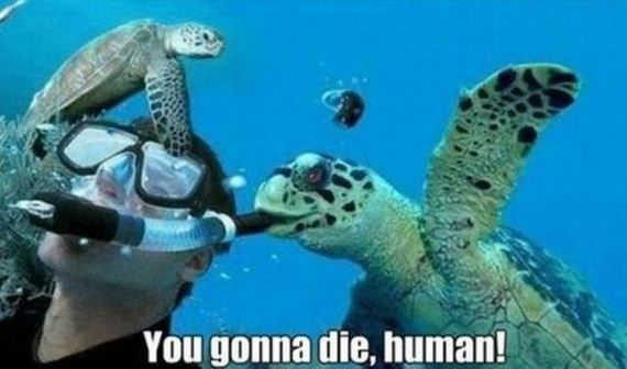 funny-pictures-564
