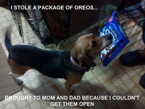 funny-pictures-564