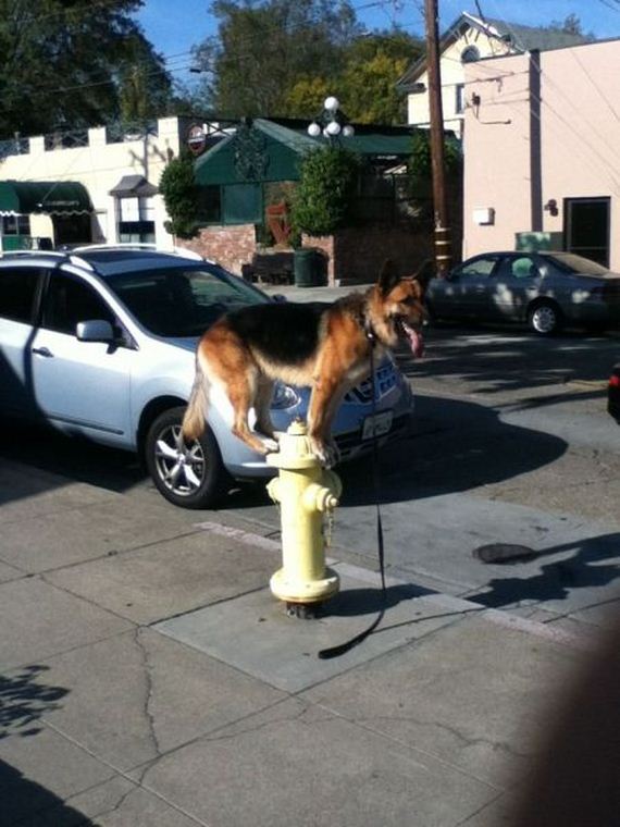 funny-pictures-565