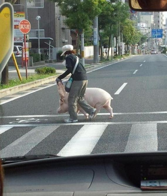 funny-pictures-567