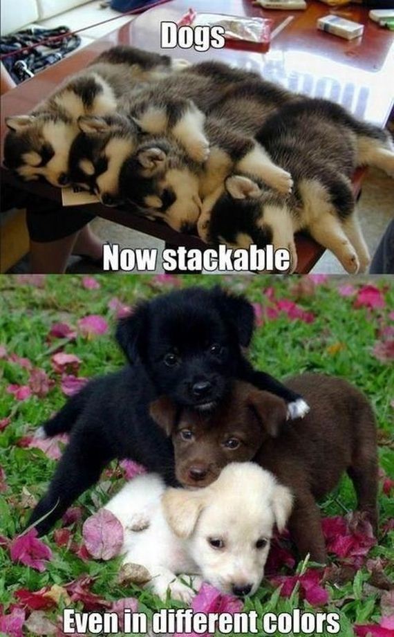 funny-pictures-568