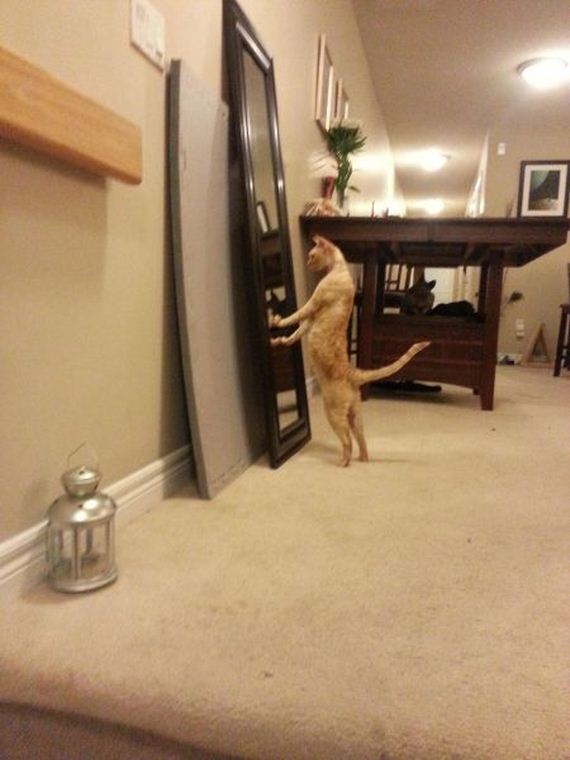 funny-pictures-575