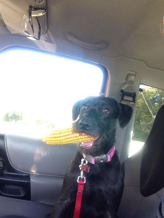funny-pictures-575