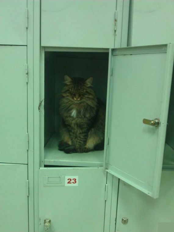 funny-pictures-575