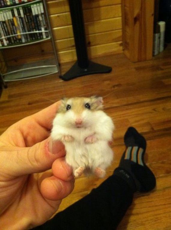 funny-pictures-575