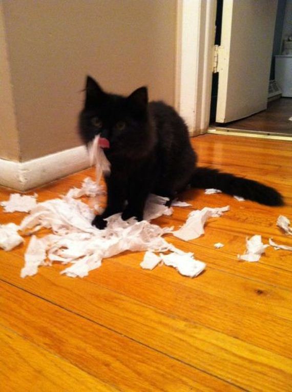 funny-pictures-576