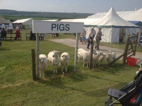 funny-pictures-576