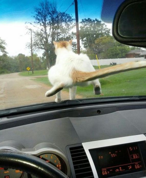funny-pictures-576