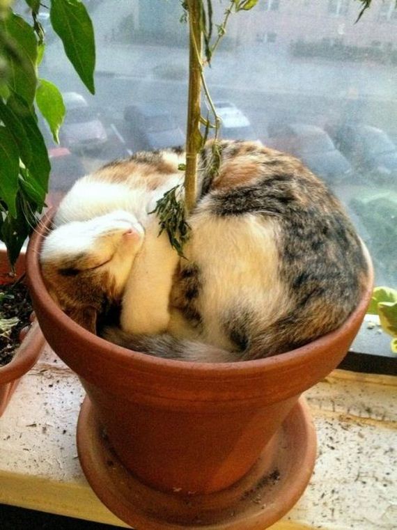 funny-pictures-577