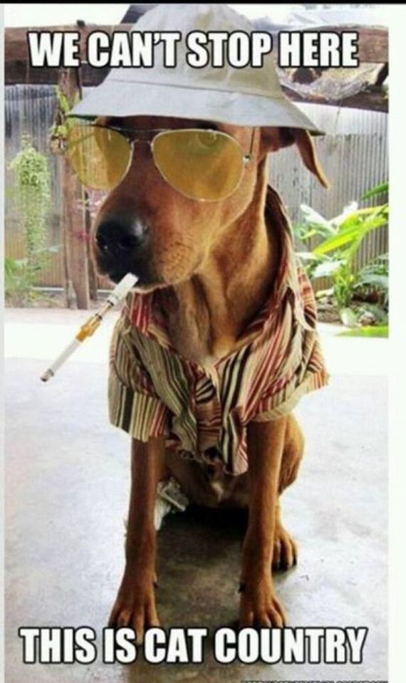 funny-pictures-577