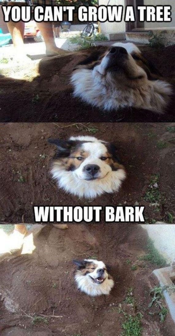 funny-pictures-577