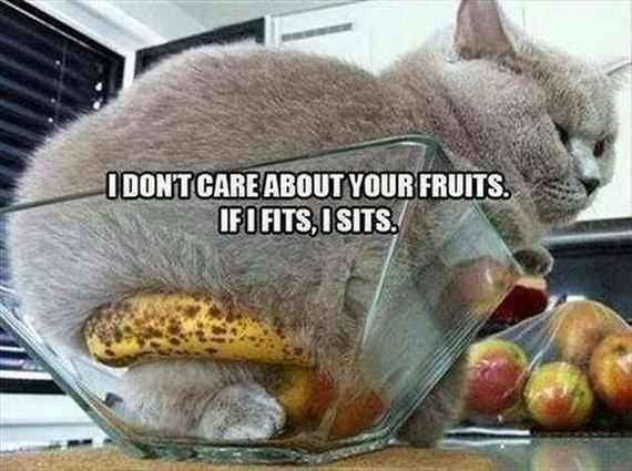 funny-pictures-578