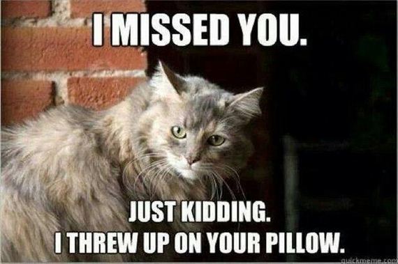 funny-pictures-579