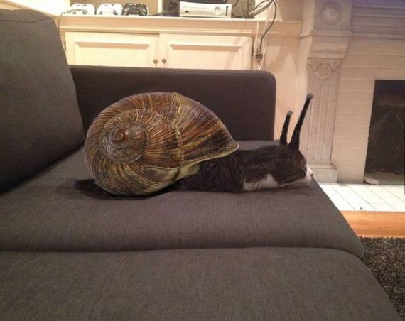 funny-pictures-580