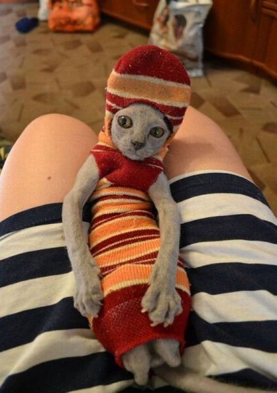 funny-pictures-580