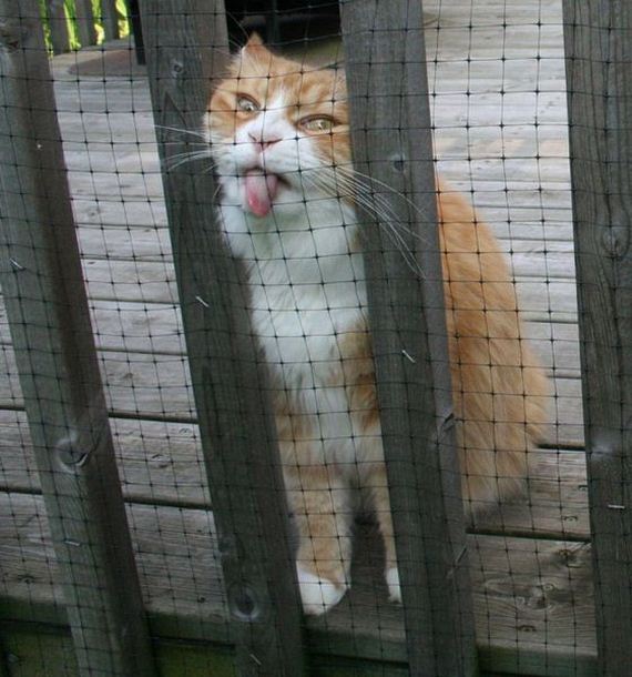 funny-pictures-580