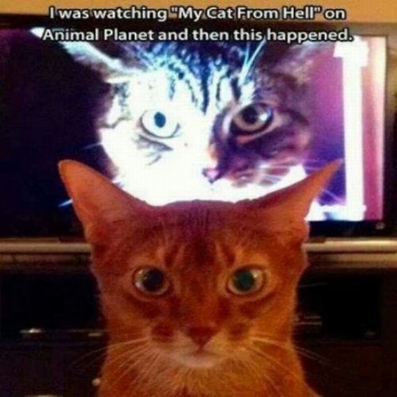 funny-pictures-580
