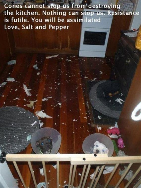 funny-pictures-580