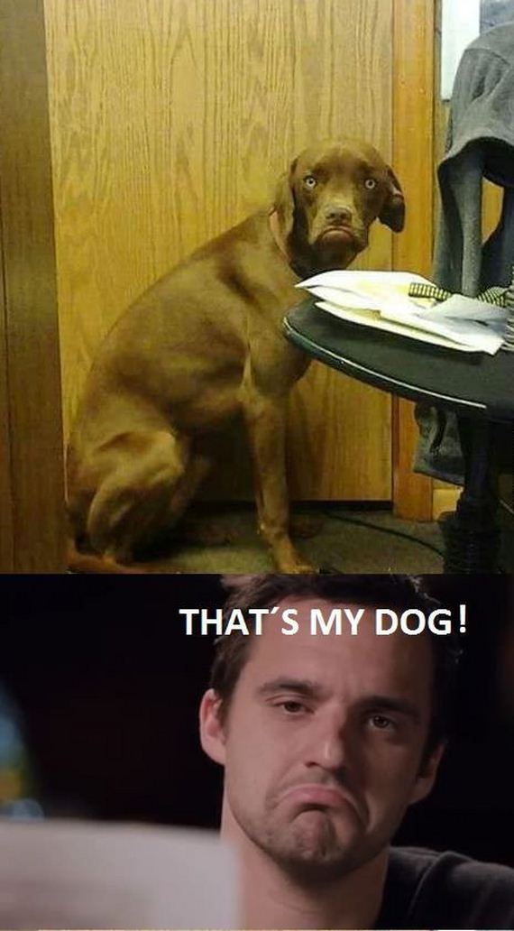 funny-pictures-580