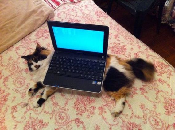 funny-pictures-581