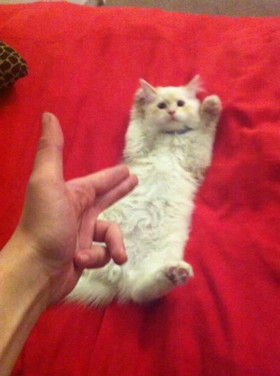 funny-pictures-581