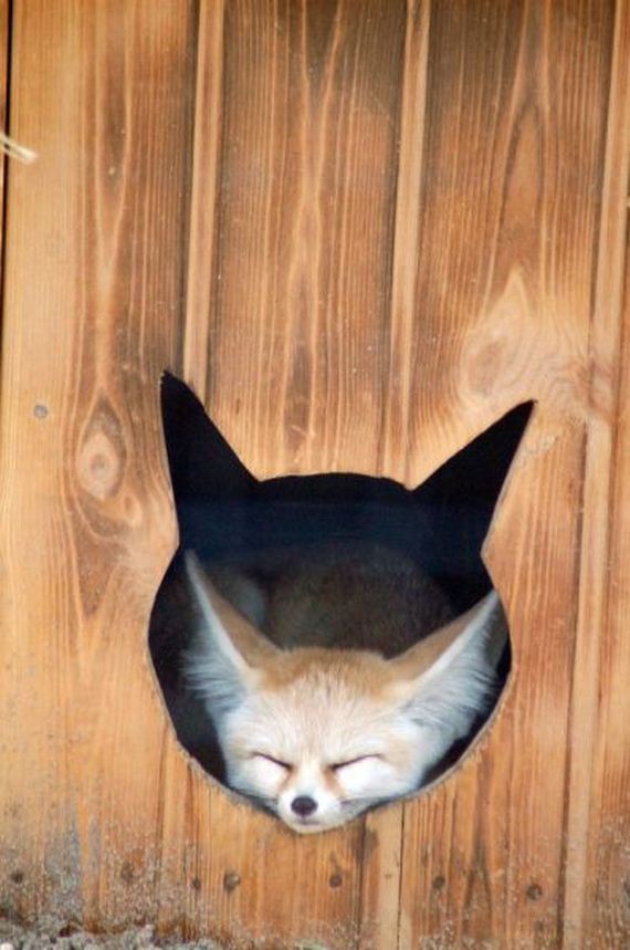 funny-pictures-581