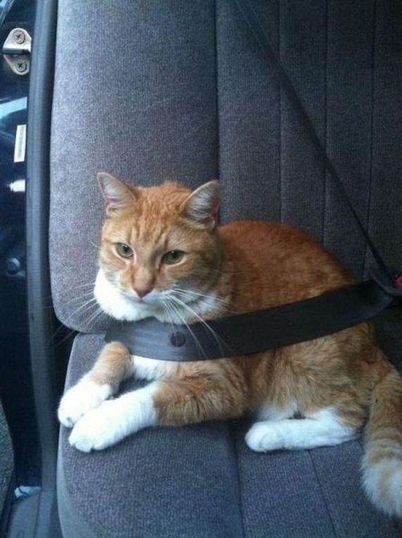 funny-pictures-581