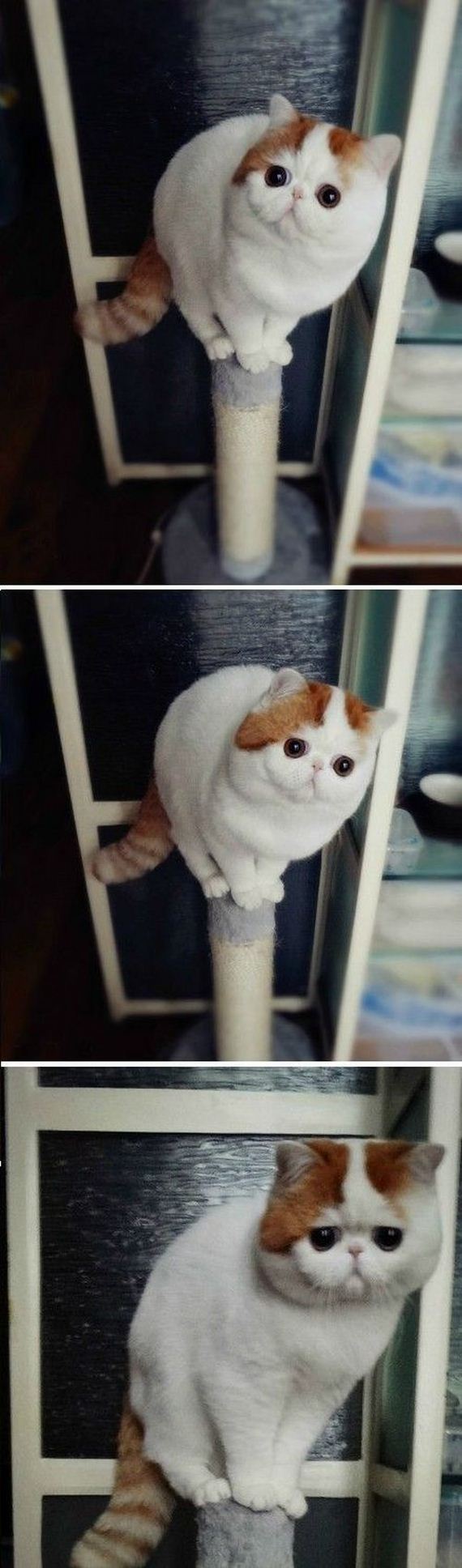 funny-pictures-581