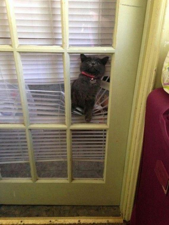 funny-pictures-581