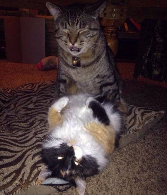 funny-pictures-582