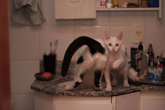 funny-pictures-582