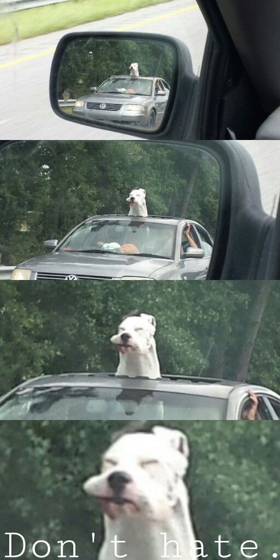 funny-pictures-582