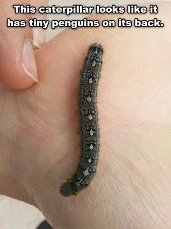 funny-pictures-583