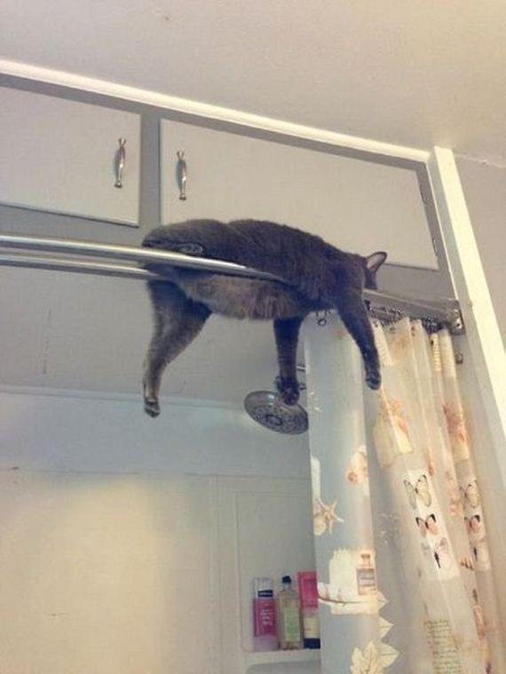 funny-pictures-584