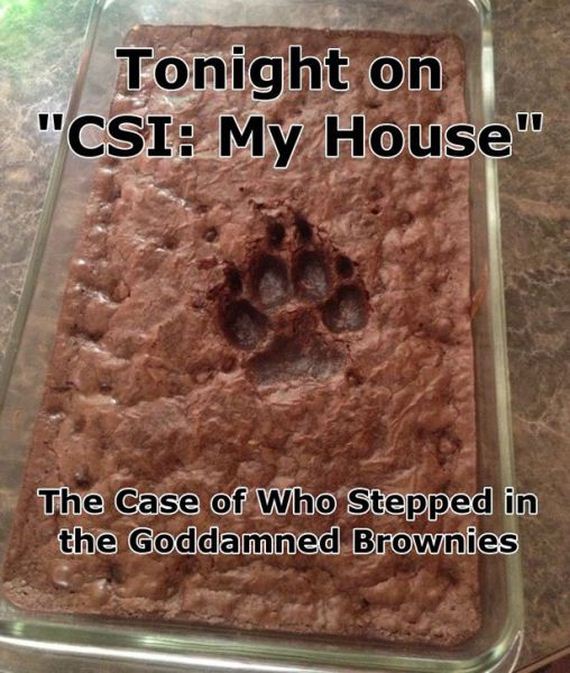 funny-pictures-584