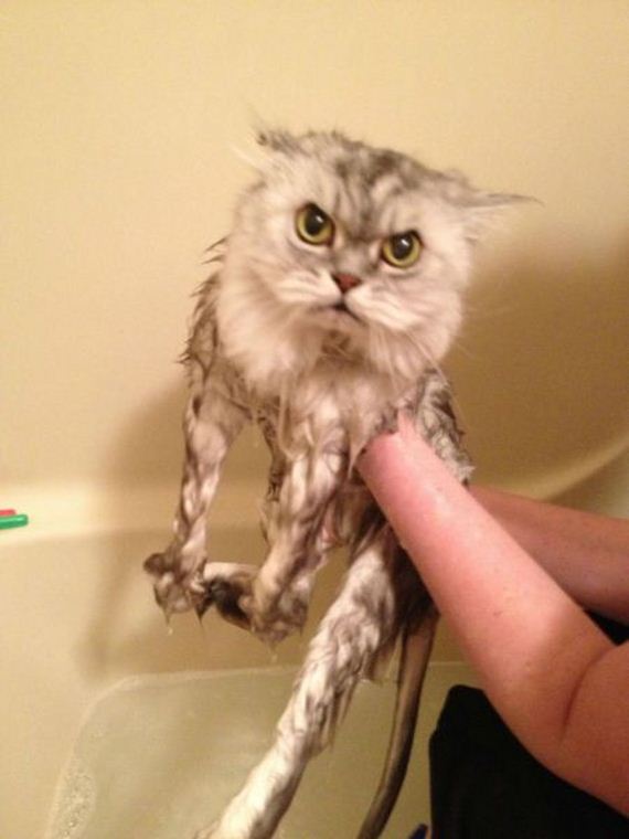 funny-pictures-586