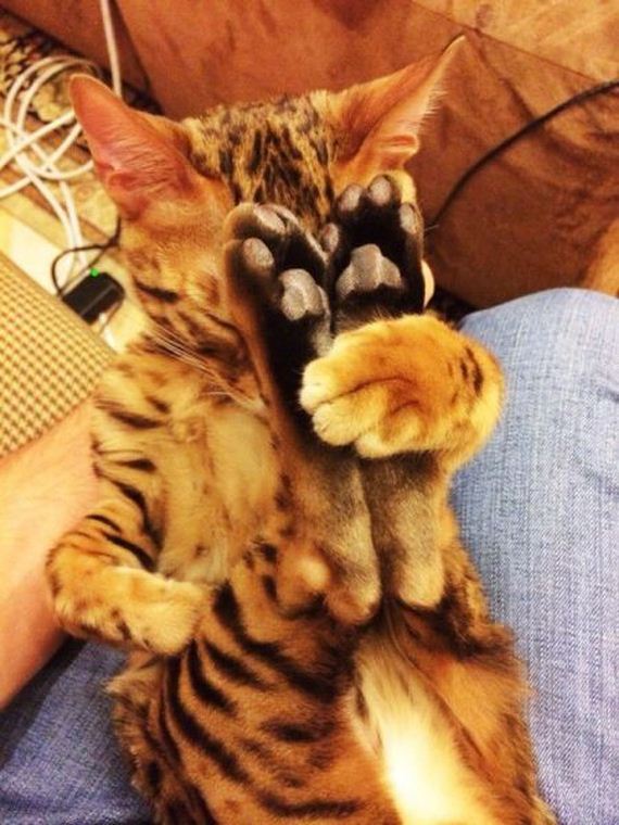 funny-pictures-586