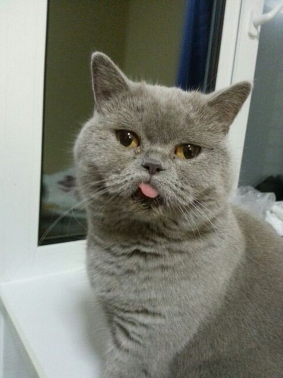 funny-pictures-587